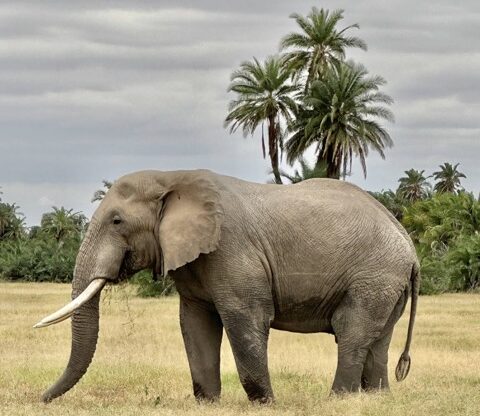 East African Elephants
